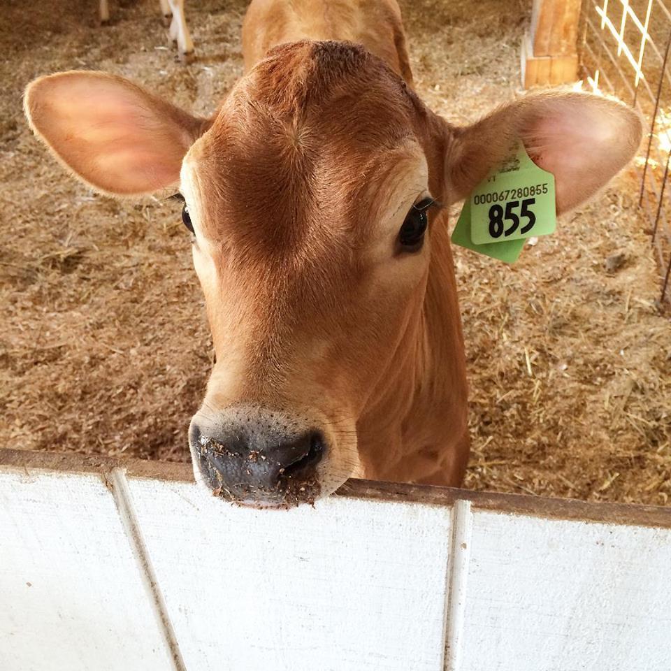 Molly Brook Farm